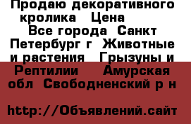 Продаю декоративного кролика › Цена ­ 500 - Все города, Санкт-Петербург г. Животные и растения » Грызуны и Рептилии   . Амурская обл.,Свободненский р-н